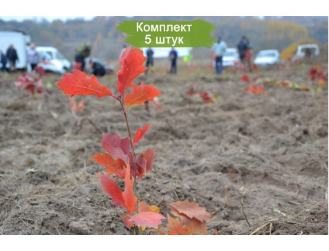 Комплект 5шт  / Дуб Красный 20-40 см